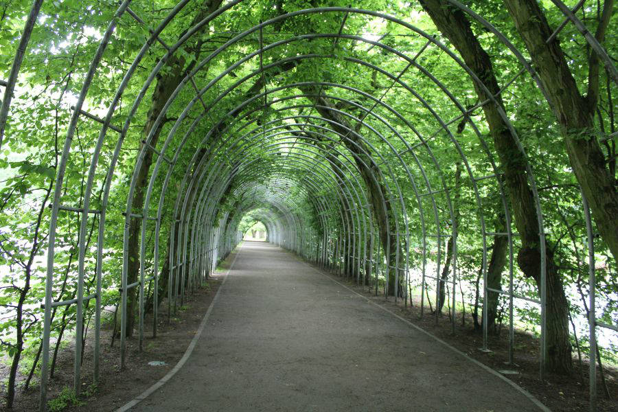 Tunel z drzew